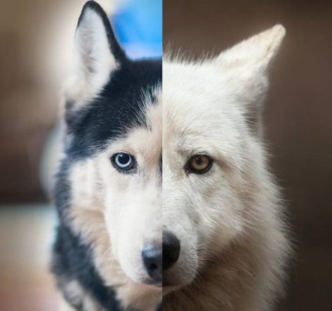 Peto Pet Articles Pet Tips And All Things Pets